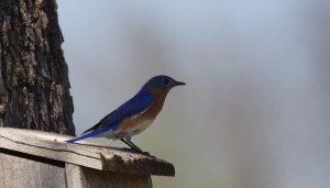 Really blue Bluebird