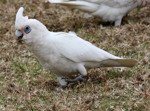 Little Corella