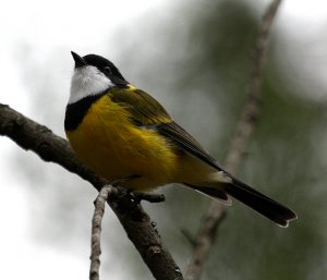 Golden Whistler