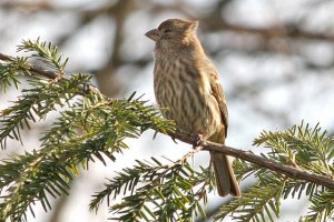 Female House Finch Fighting the Wind