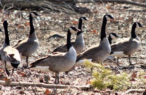 Canada Goose