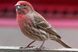 Male House Finch