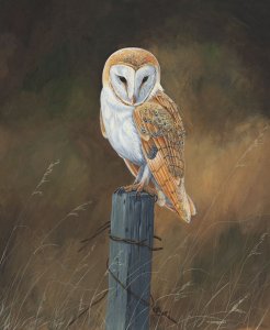 Barn owl study-Painting