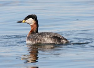 Red-necked Grebe