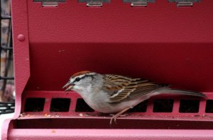 Tiny Little Chipping Sparrow