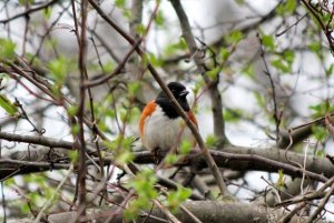 Eastern Tohee