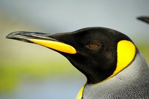 King penguin