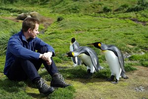 Penguin watching