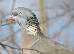 Woodpigeon Portrait