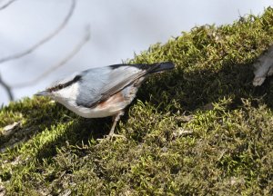 Nuthatch on mossy oak...