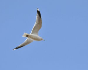 Common Gull in Flight