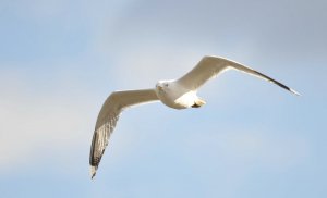 Common Gull