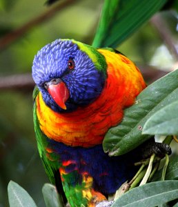 Rainbow Lorikeet