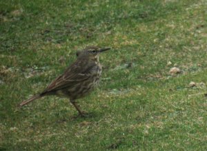 Cliffedge Rock Pipit