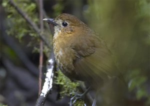 Brown-banded Antpitta