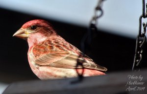 Purple Finch (Male) First Morning Light