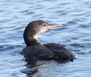 Great Northern Diver