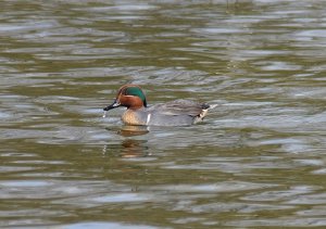 Green-winged Teal