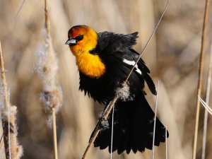 Yellow-headed Blackbird