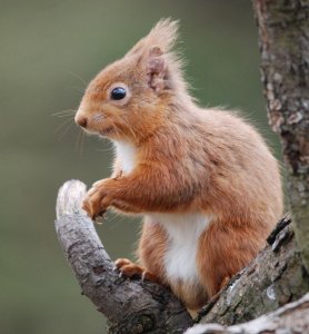 red_squirrel8