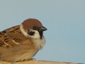 Eurasian Tree Sparrow