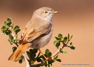 Asian desert warbler