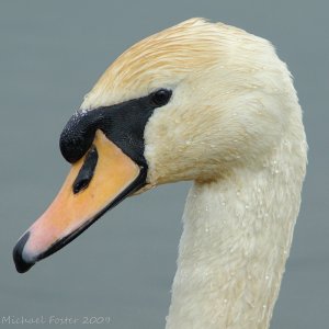 The Swan's Head
