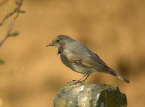 Black redstart