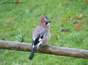 Eurasian Jay