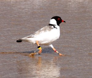 Hooded Plover