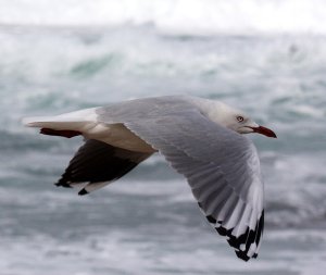 Silver Gull