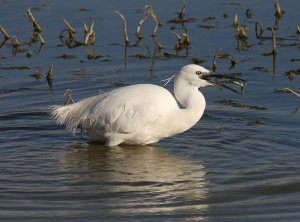 Little Egret