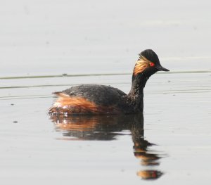 Black-necked Grebe