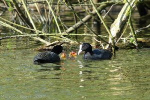 Coots With Young