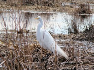 Great Egret