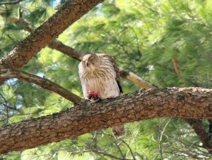 Cooper's Hawk