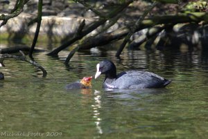Coot With Chick