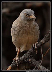 Jungle Babbler