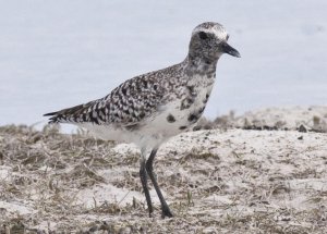 Black-bellied Plover molting to breeding plumage