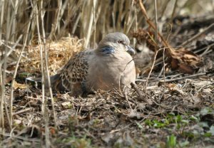 Oriental Turtle Dove