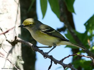 White-eyed Vireo