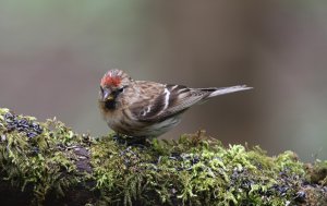 Common Redpoll