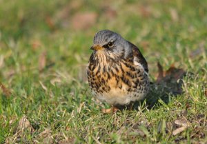 Resting Fieldfare