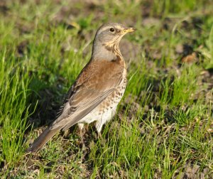 Fieldfare