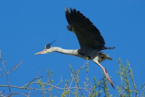 Heron Flight in to Roost