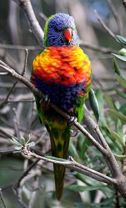 Rainbow Lorikeet