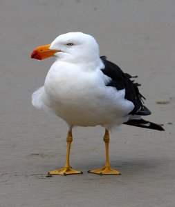 Pacific Gull