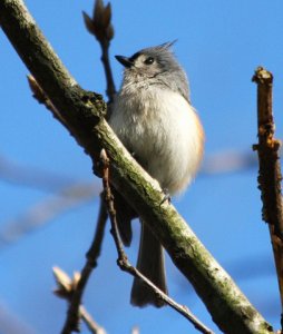 Tufted Titmouse In Spring's Morning Light