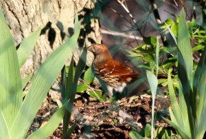 Brown Thrasher