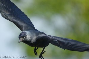 Jackdaw Swooping In